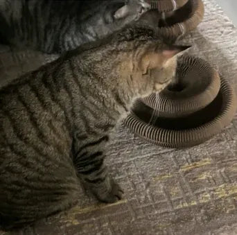 Happy Pawflex cat