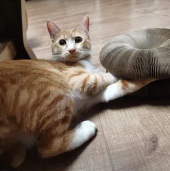 Happy Pawflex cat