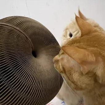 Happy Pawflex cat