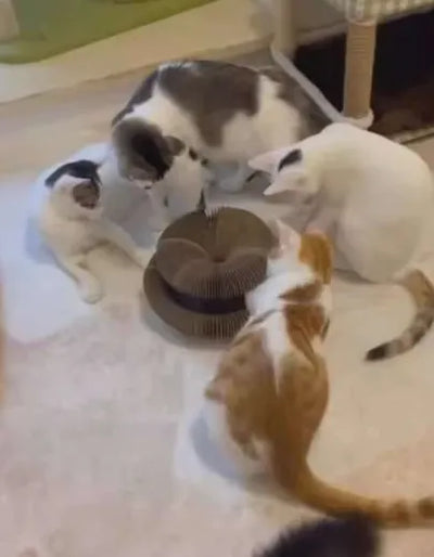 Happy Pawflex cat