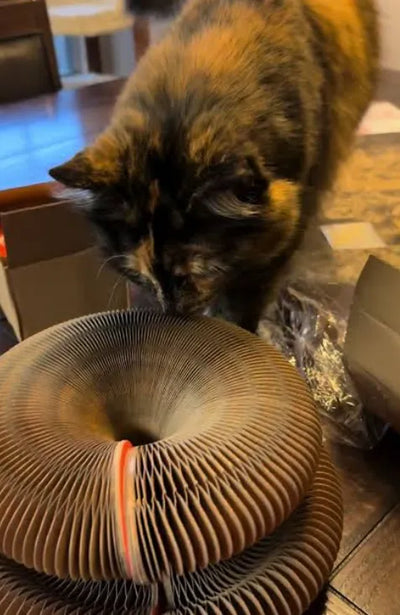 Happy Pawflex cat