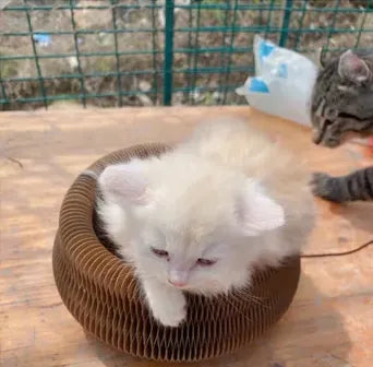 Happy Pawflex cat