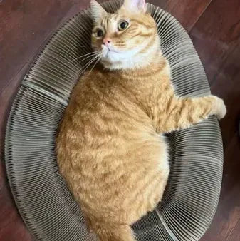 Happy Pawflex cat