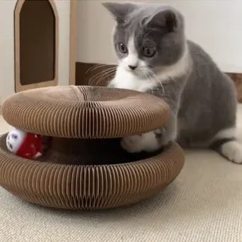 Happy Pawflex cat